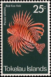 Red Lionfish (Pterois volitans)