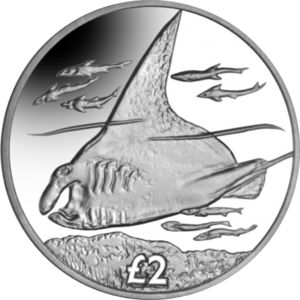 2 Pounds (Manta Ray)