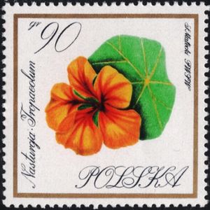 Nasturtium (Tropaeolum)