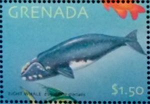 North Atlantic Right Whale (Eubalaena glacialis)
