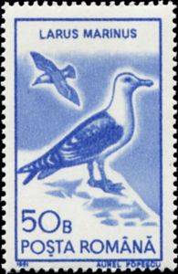 Great Black-backed Gull (Larus marinus)