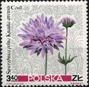 Field Scabious (Knautia arvensis)
