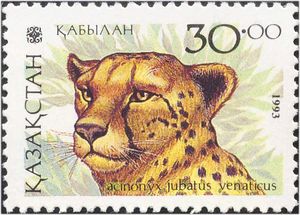 Asiatic Cheetah (Acinonyx jubatus venaticus)