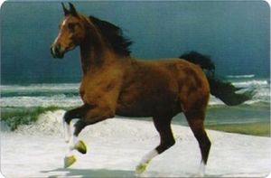 Horse on the Beach