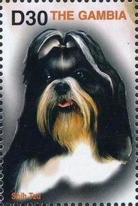 Shih tzu