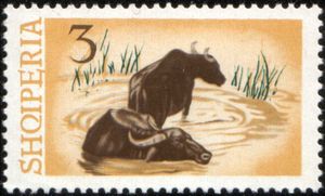 Water Buffalo (Bubalus bubalis)