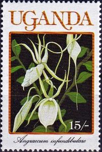 Angraecum infundibulare