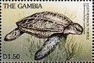 Leatherback Turtle (Dermochelys coriacea)