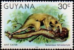 Southern tamandua (Tamandua tetradactyla)