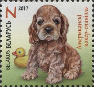 Аmerican Cocker Spaniel (Canis lupus familiaris)