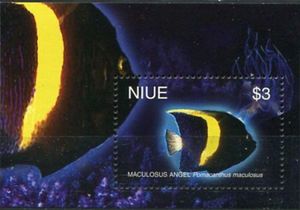 Macolusus Angel (Pomacanthus maculosus)