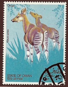 Okapi (Okapia johnstoni)