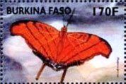 Marpesia petreus