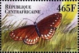 Common Crow (Euploea core)