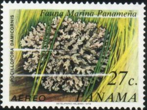 Pocillopora damicornis