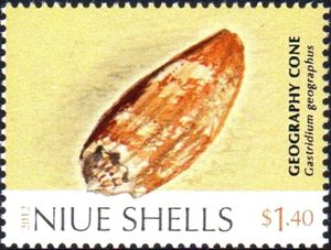 Geography Cone (Gastridium geographus)