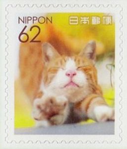 Domestic Cat Stretching