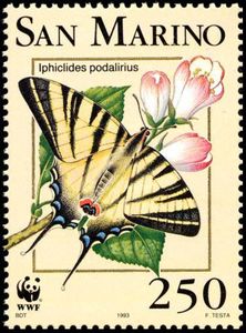 Scarce Swallowtail (Iphiclides podalirius)