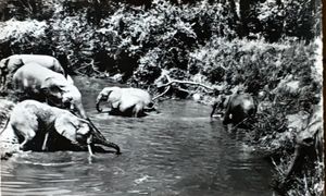 Bathing Elephants