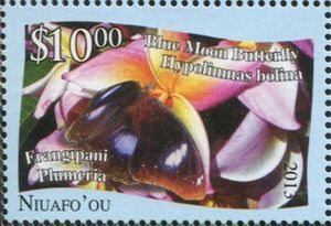 Blue moon Butterfly (Hypolimnas bolina), Frangipani (Plumeri