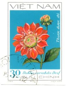 Red Dahlia - Thuoc duoc do