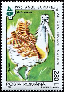 Great Bustard (Otis tarda)
