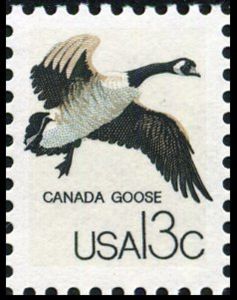 Canada Goose (Branta canadensis)