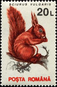 Eurasian Red Squirrel (Sciurus vulgaris)