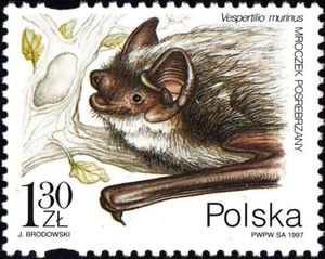 Eurasian Particolored Bat (Vespertilio murinus)