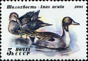 Northern Pintail (Anas acuta)