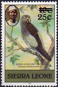 Psittacus erithacus.