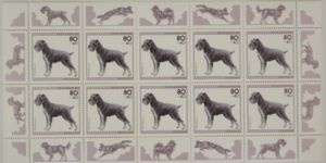 Standard Schnauzer (Canis lupus familiaris)