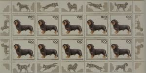 Wire-haired Dachshund (Canis lupus familiaris)