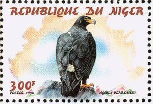 Verreaux's eagle (Aquila verreauxii)