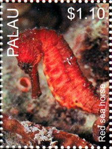 Red Sea horse (Hippocampus kuda)