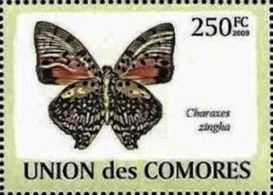 Shining red Charaxes (Charaxes zingha)
