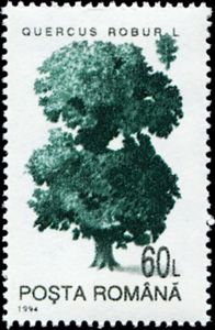 Common Oak (Quercus robur)