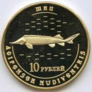 RED BOOK OF CHUVASHIA - Acipenser nudiventris