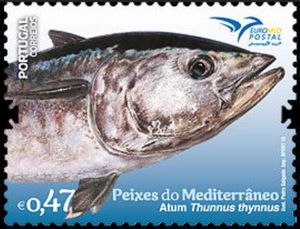 Thunnus thynnus
