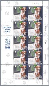 24 Hour Ambulance (puppy)