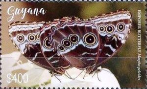 Emperor Butterfly (Morpho peleides)