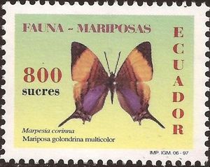 Corinna Daggerwing (Marpesia corinna)