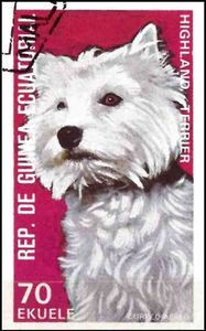 West Highland White Terrier (Canis lupus familiaris)