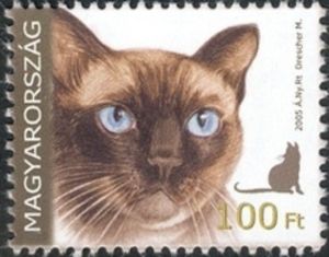 Siamese Cat (Felis silvestris catus)