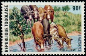 Cattle (Bos primigenius taurus)