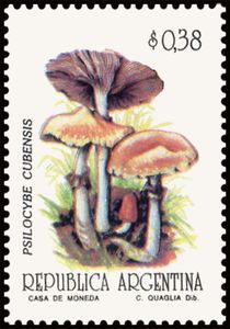 Psilocybe cubernis