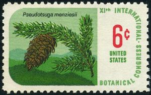 Douglas Fir (Pseudotsuga menziesii)