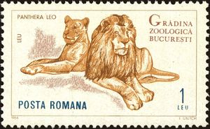 Lion (Panthera leo)
