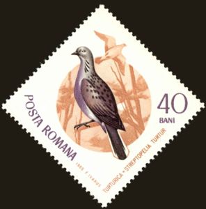 European Turtle Dove (Streptopelia turtur)