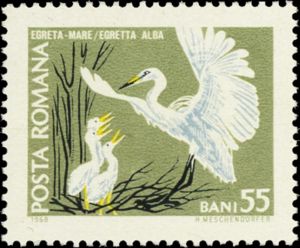 Great Egret (Ardea alba)